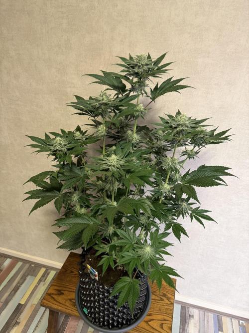 World of Seeds - Burger Kush EV. Week 8