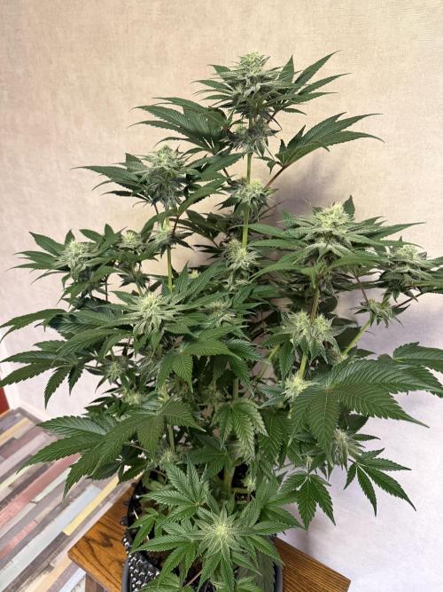 World of Seeds - Burger Kush EV. Week 8