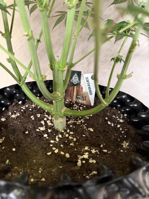 Zamnesia Landrace Pack - Afghani indoor. Week 12
