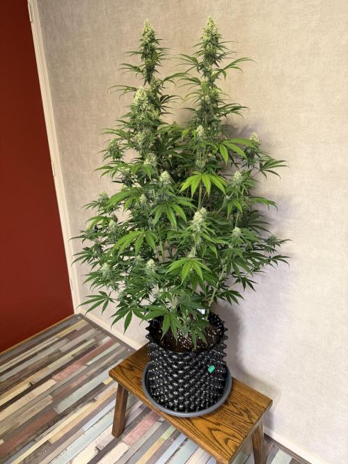 Zamnesia Landrace Pack - Afghani indoor. Week 12