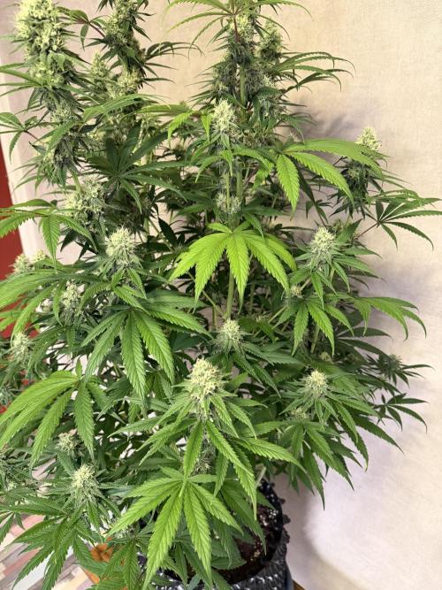 Zamnesia Landrace Pack - Afghani indoor. Week 12