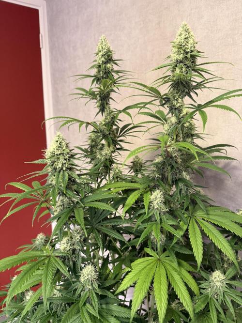 Zamnesia Landrace Pack - Afghani indoor. Week 12
