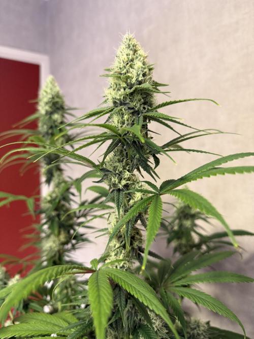 Zamnesia Landrace Pack - Afghani indoor. Week 12