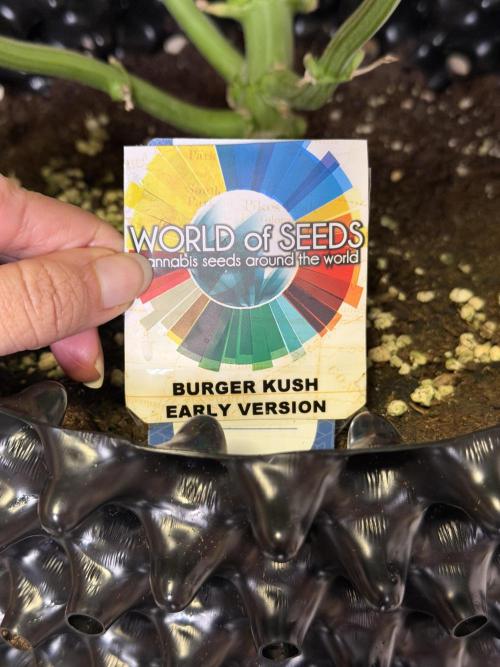 World of Seeds - Burger Kush EV. Week 9