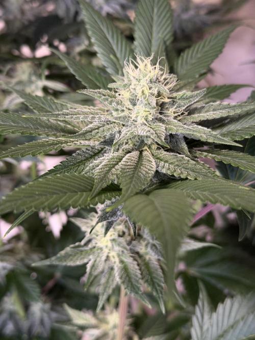 World of Seeds - Burger Kush EV. Week 9