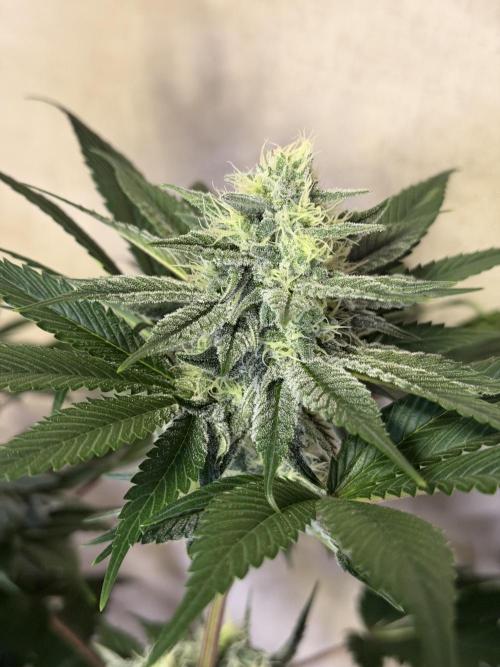 World of Seeds - Burger Kush EV. Week 9