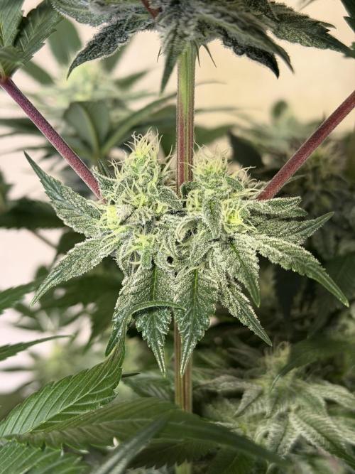 World of Seeds - Burger Kush EV. Week 9