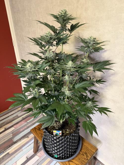 World of Seeds - Burger Kush EV. Week 9