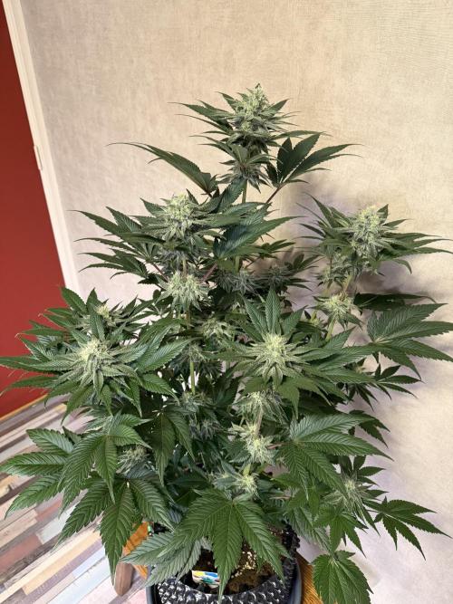 World of Seeds - Burger Kush EV. Week 9