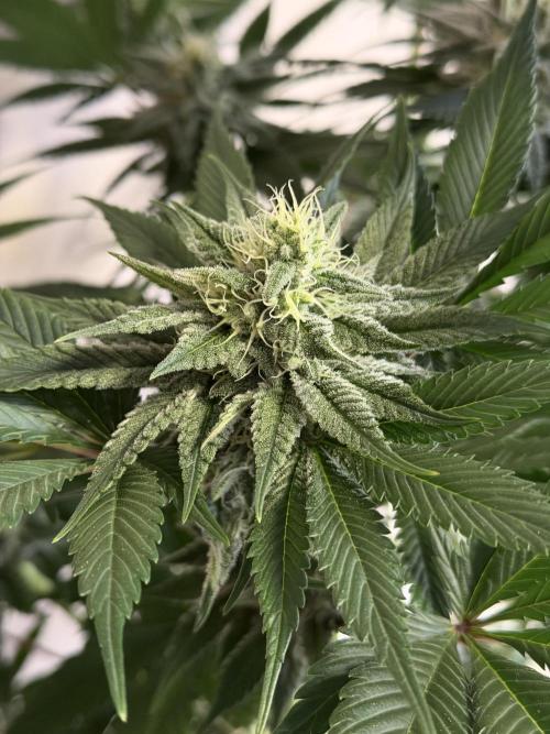 World of Seeds - Burger Kush EV. Week 9