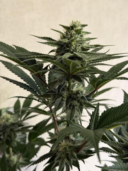 World of Seeds - Burger Kush EV. Week 9