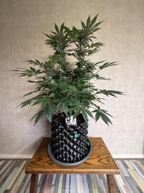 Zamnesia Landrace Pack - Colombian Gold. Week 12