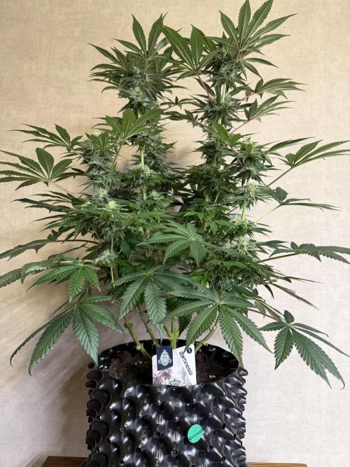 Zamnesia Landrace Pack - Colombian Gold. Week 12