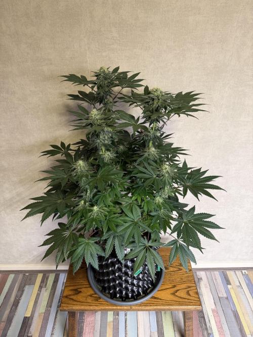 Zamnesia Landrace Pack - Colombian Gold. Week 12