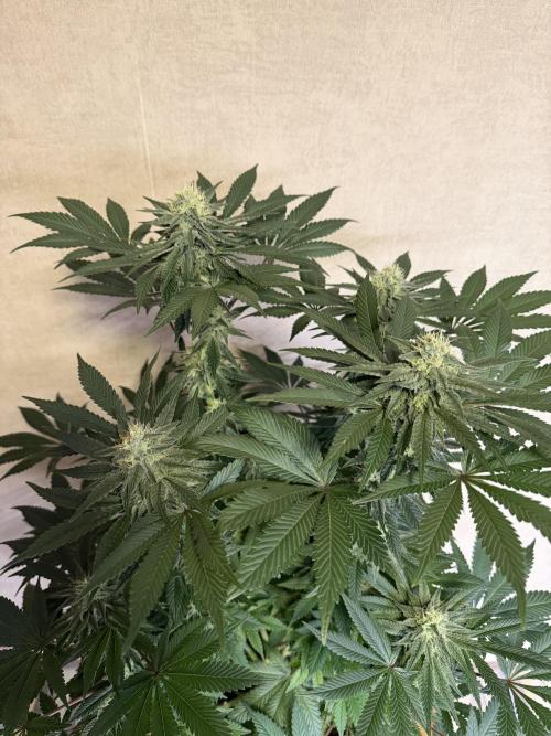 Zamnesia Landrace Pack - Colombian Gold. Week 12