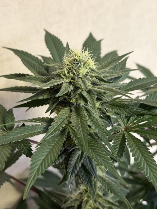 Zamnesia Landrace Pack - Colombian Gold. Week 12