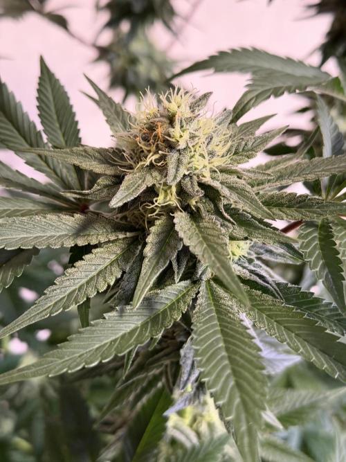 Zamnesia Landrace Pack - Colombian Gold. Week 12