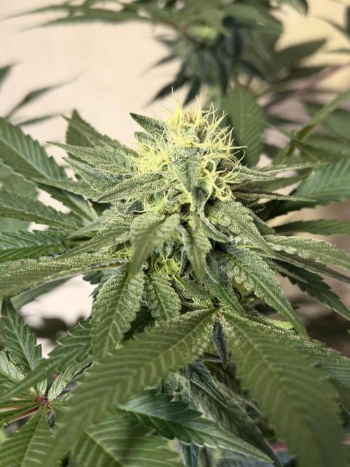 Zamnesia Landrace Pack - Colombian Gold. Week 12