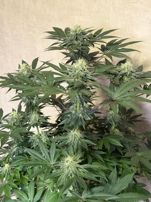 Zamnesia Landrace Pack - Colombian Gold. Week 12