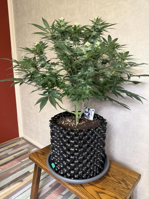 Zamnesia Landrace Pack - Panama Red. Week 12