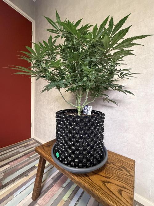 Zamnesia Landrace Pack - Panama Red. Week 12