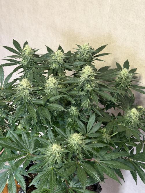 Zamnesia Landrace Pack - Panama Red. Week 12