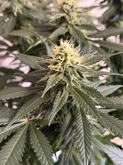 Zamnesia Landrace Pack - Panama Red. Week 12