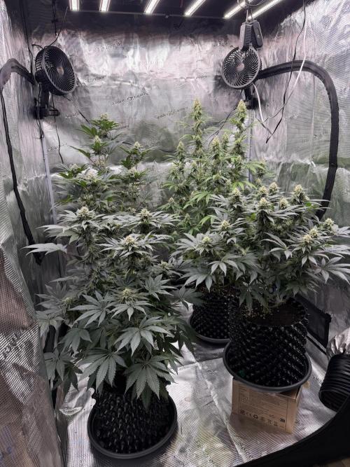 Zamnesia Landrace Pack - Panama Red. Week 12