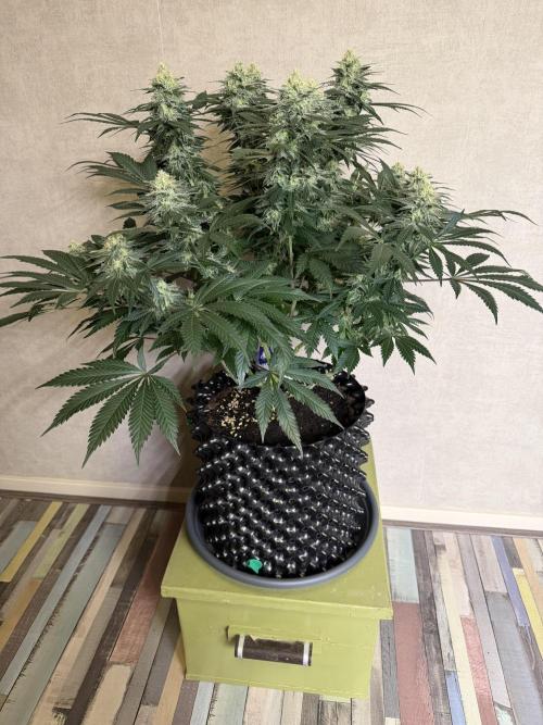 Zamnesia Landrace Pack - Panama Red. Week 13