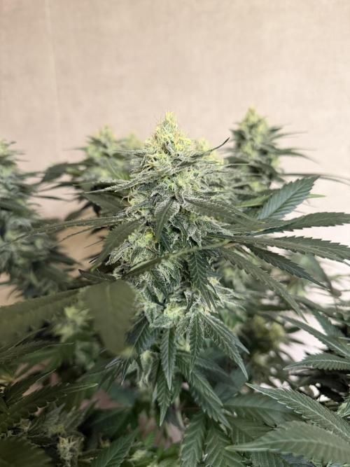 Zamnesia Landrace Pack - Panama Red. Week 13