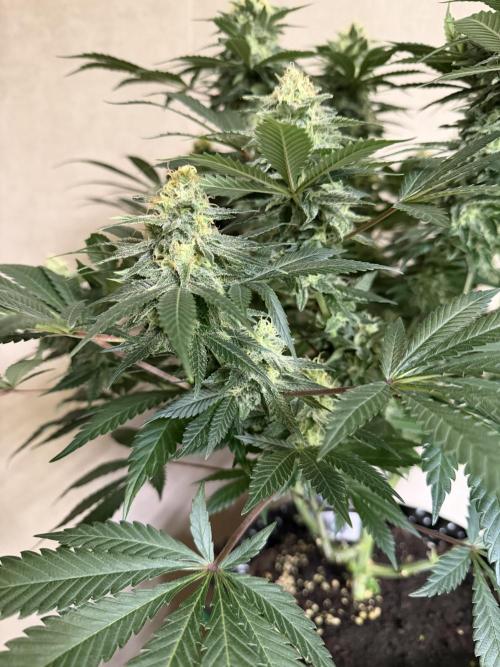 Zamnesia Landrace Pack - Panama Red. Week 13