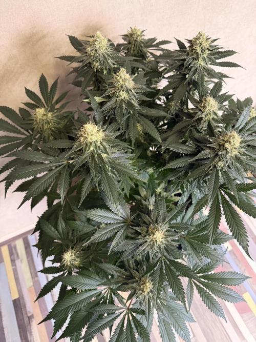 Zamnesia Landrace Pack - Panama Red. Week 13