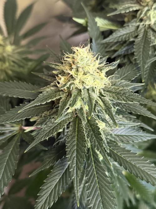 Panama Red. Week 13