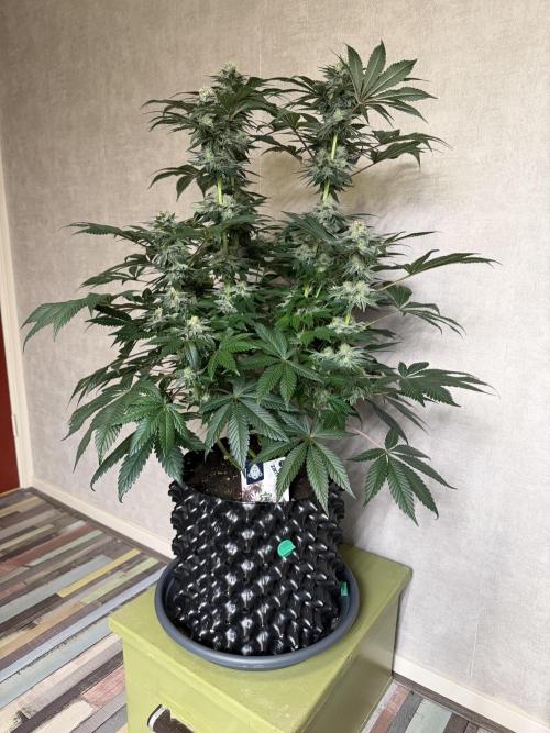 Zamnesia Landrace Pack - Colombian Gold. Week 13