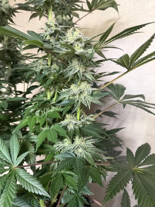 Zamnesia Landrace Pack - Colombian Gold. Week 13