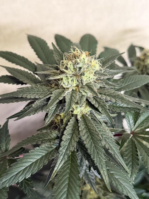 Zamnesia Landrace Pack - Colombian Gold. Week 13