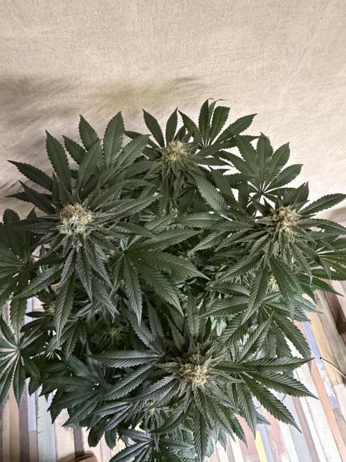 Zamnesia Landrace Pack - Colombian Gold. Week 13
