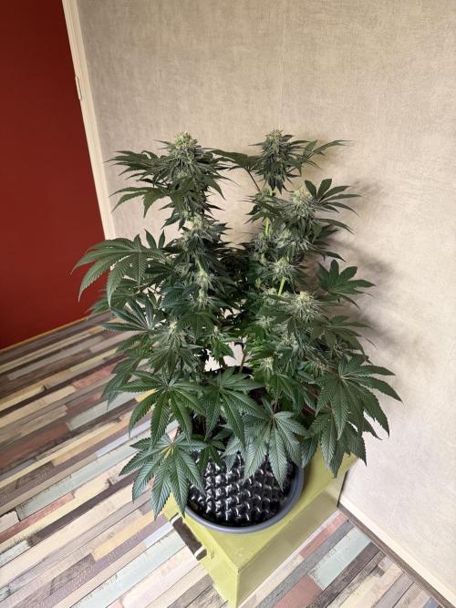 Zamnesia Landrace Pack - Colombian Gold. Week 13