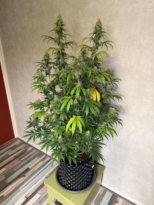 Zamnesia Landrace Pack - Afghani indoor. Week 13