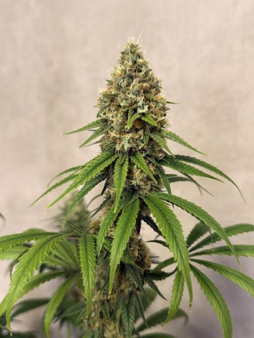 Zamnesia Landrace Pack - Afghani indoor. Week 13
