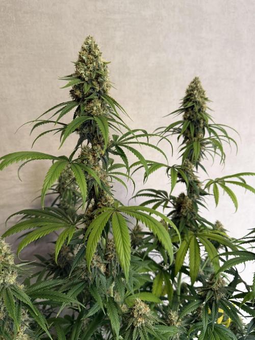 Zamnesia Landrace Pack - Afghani indoor. Week 13