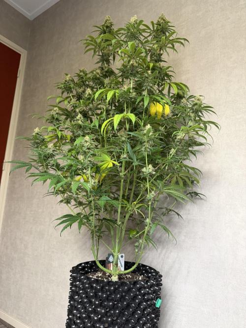 Zamnesia Landrace Pack - Afghani indoor. Week 13