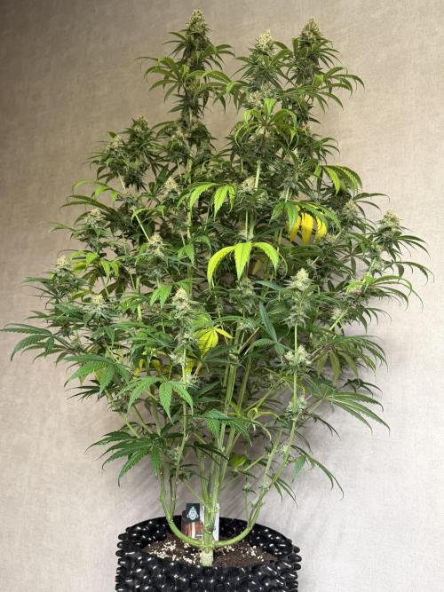 Zamnesia Landrace Pack - Afghani indoor. Week 13
