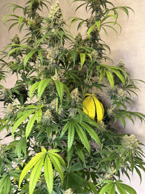 Zamnesia Landrace Pack - Afghani indoor. Week 13