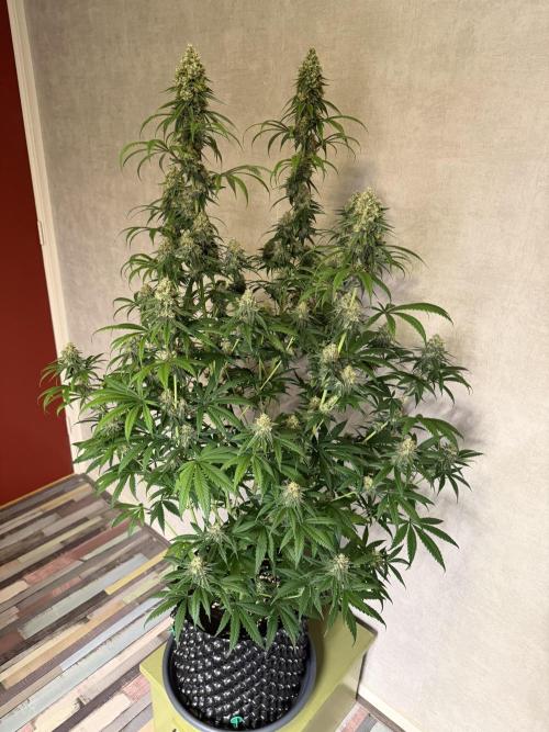 Zamnesia Landrace Pack - Afghani indoor. Week 13
