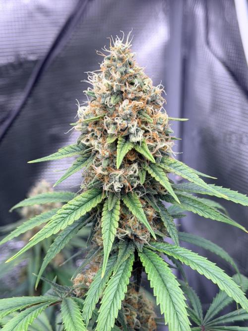 Zamnesia Landrace Pack - Afghani indoor. Week 13