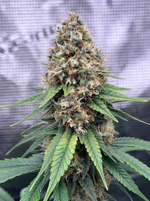 Afghani. Week 13