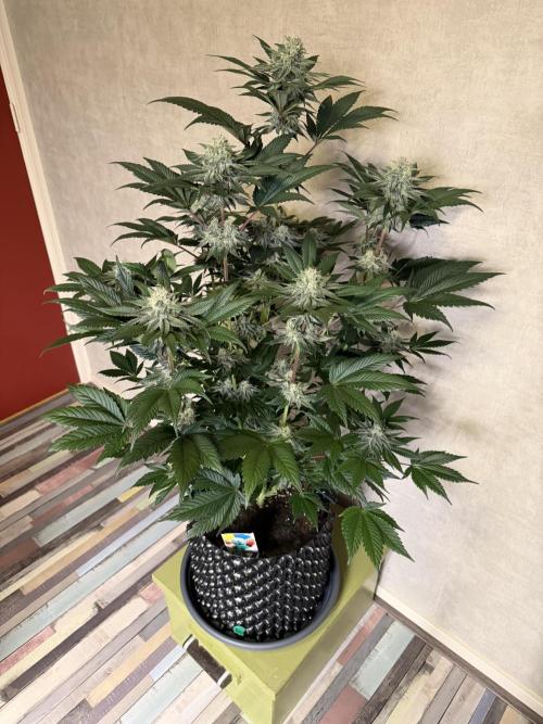 World of Seeds - Burger Kush EV. Week 10