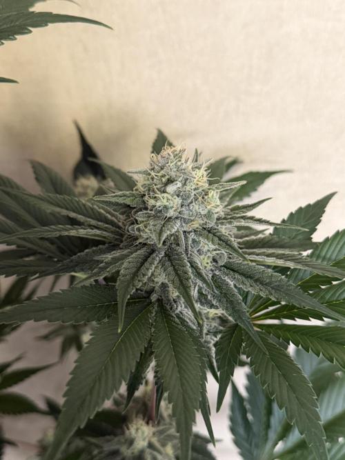 World of Seeds - Burger Kush EV. Week 10