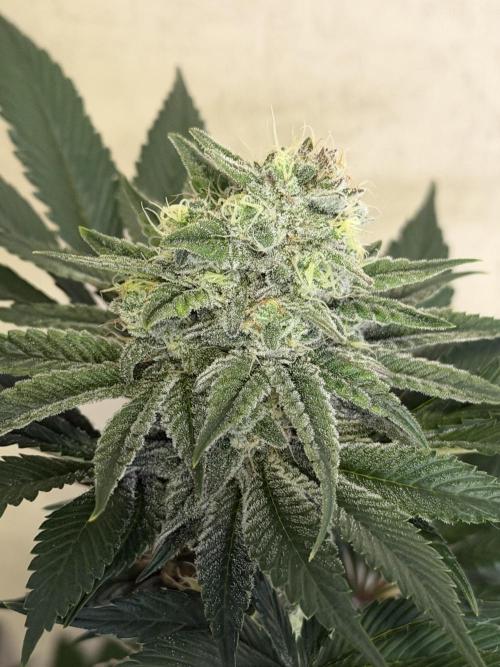 World of Seeds - Burger Kush EV. Week 10